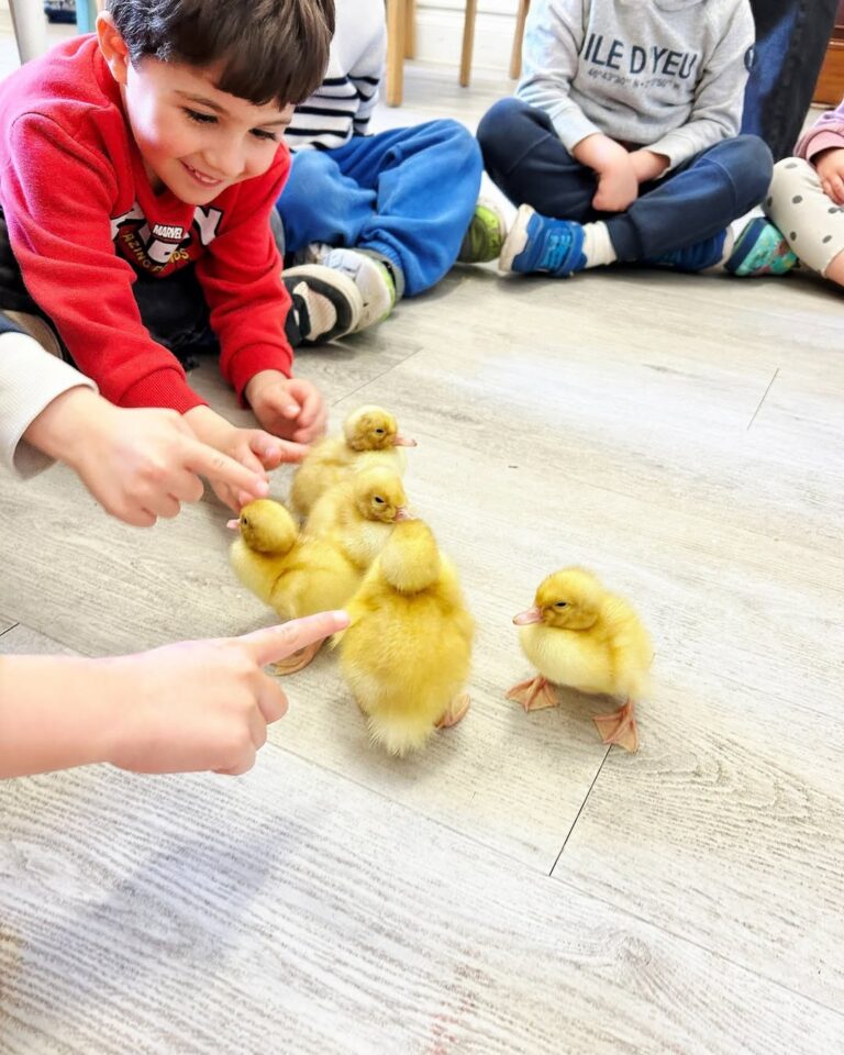 EIFA Plusieurs jeunes enfants assis par terre sourient et tendent la main pour toucher quatre canetons jaunes et duveteux qui marchent sur un plancher en bois clair.