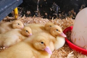 EIFA Four fluffy yellow ducklings rest together on straw bedding inside a cage, next to a red and white water dispenser. The environment appears cozy and secure for the young birds.