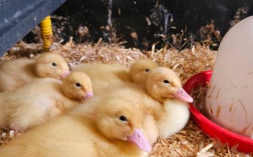 EIFA Four fluffy yellow ducklings rest together on straw bedding inside a cage, next to a red and white water dispenser. The environment appears cozy and secure for the young birds.