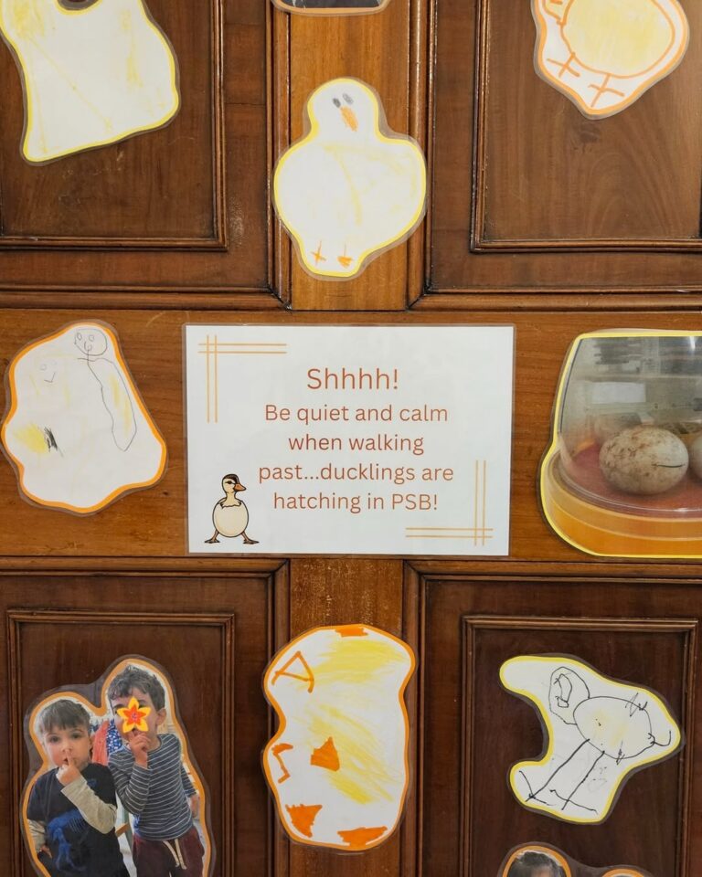 EIFA Un panneau sur un mur en bois indique : "Shhhh ! Soyez calmes et silencieux lorsque vous passez devant... des canetons sont en train d'éclore dans le PSB ! Autour de ce panneau, on trouve des dessins de canards réalisés par des enfants, une petite couveuse avec des œufs et des photos d'enfants.