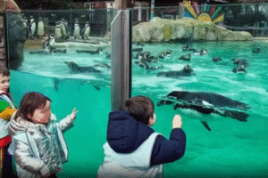 EIFA Trois enfants vêtus de manteaux d’hiver regardent avec enthousiasme des pingouins nager et marcher dans l’enceinte d’un grand zoo en plein air. Leur visite, à l’occasion de la Journée mondiale de l’alimentation, met en évidence le lien entre les animaux et nos systèmes alimentaires mondiaux. EIFA Trois enfants vêtus de manteaux d'hiver regardent avec enthousiasme des pingouins nager et marcher dans l'enceinte d'un grand zoo en plein air. Leur visite, à l'occasion de la Journée mondiale de l'alimentation, met en évidence le lien entre les animaux et nos systèmes alimentaires mondiaux.