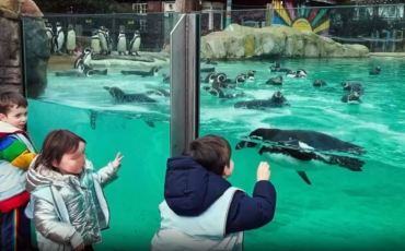 EIFA During International Open Day, three children in winter jackets watch penguins swim in a zoo enclosure through glass. More penguins stand on rocks in the background as the excited children reach toward the glass.