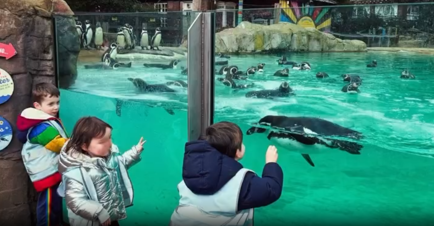 EIFA During International Open Day, three children in winter jackets watch penguins swim in a zoo enclosure through glass. More penguins stand on rocks in the background as the excited children reach toward the glass.