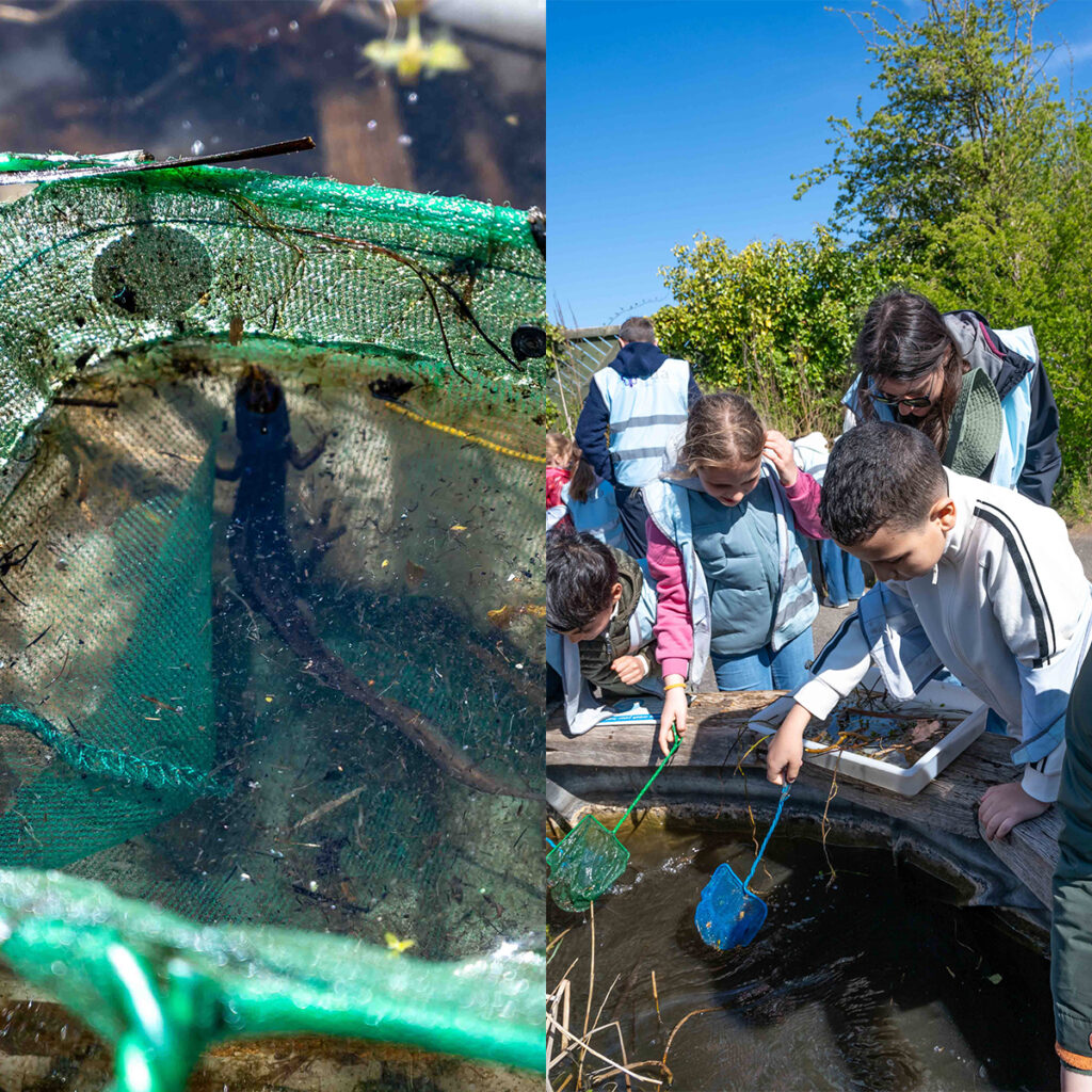 EIFA Left side shows a newt in a green net within a pond. Right side depicts a group of children and an adult using nets to explore a pond, surrounded by greenery.
