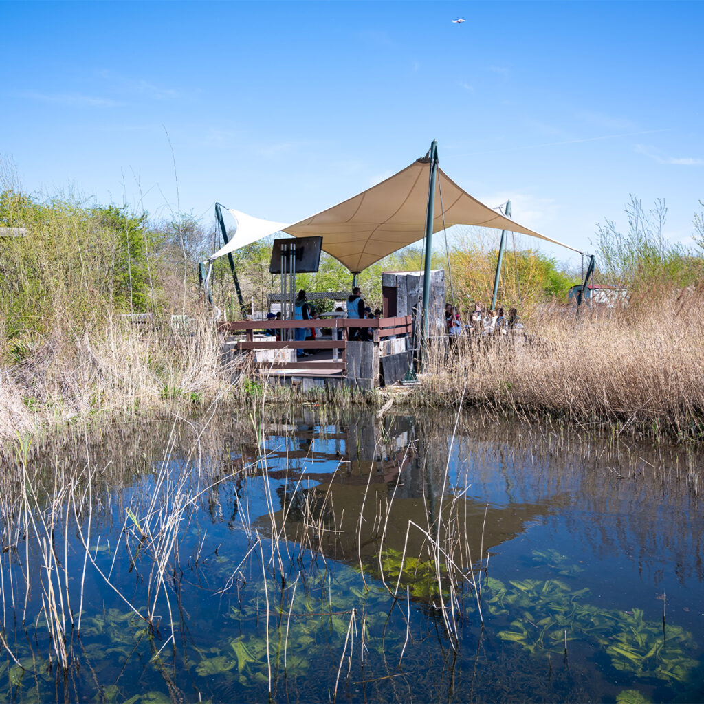 EIFA A small group of people gather under a canopy near a wooden platform overlooking a pond. The scene is surrounded by lush reeds and greenery. The sky is clear with a small plane visible in the distance.