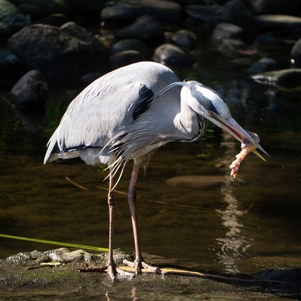 EIFA A grey heron stands in shallow water with a rocky background, holding a fish in its beak. The birds feathers are detailed, and sunlight highlights its sleek form.