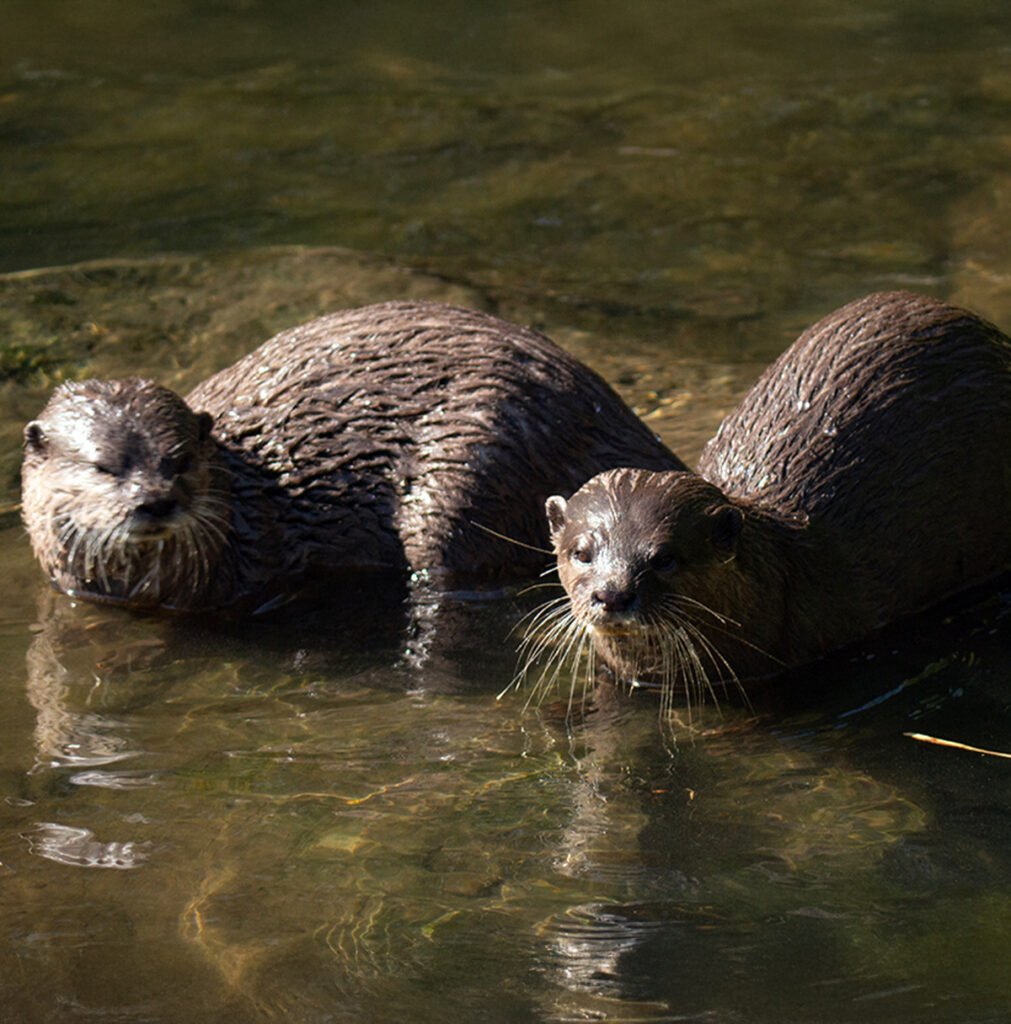 EIFA Two otters partially submerged in water, looking towards the camera. The sunlight highlights their wet fur as they playfully interact in a shallow, clear stream.